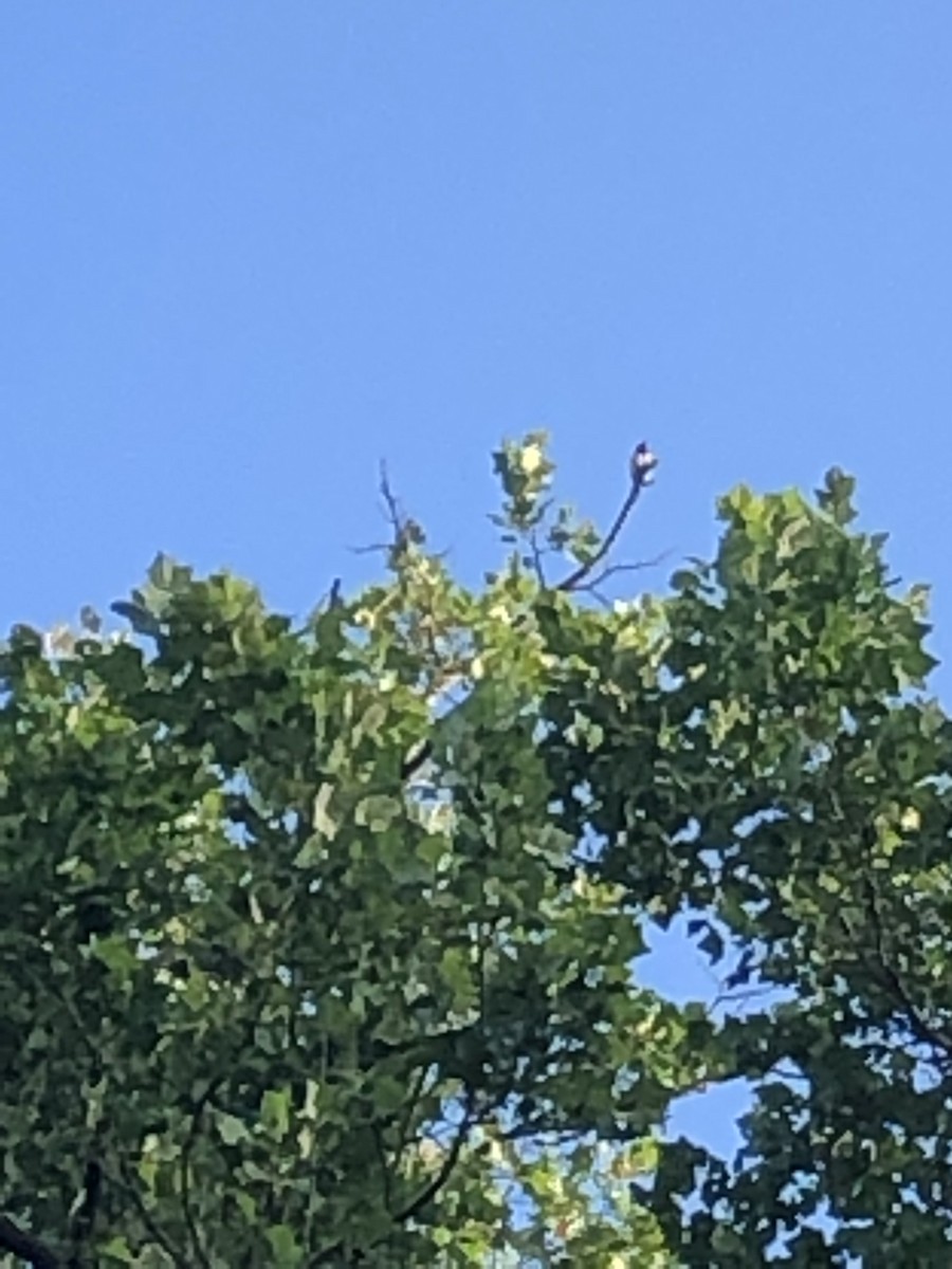 Red-headed Woodpecker - ML165349981