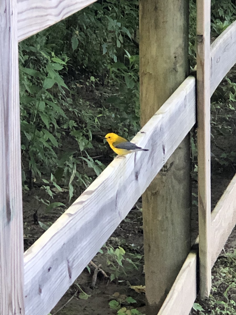 Prothonotary Warbler - ML165350141