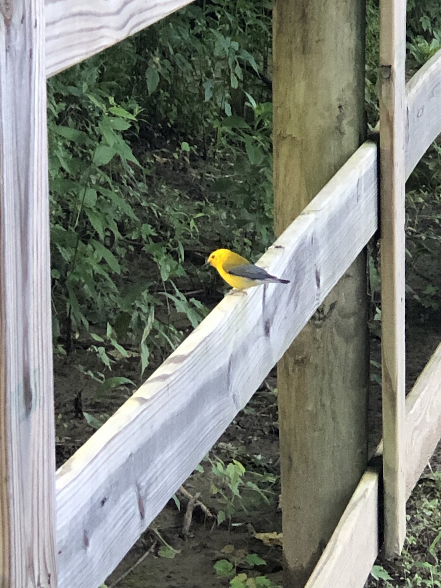 Prothonotary Warbler - ML165350151