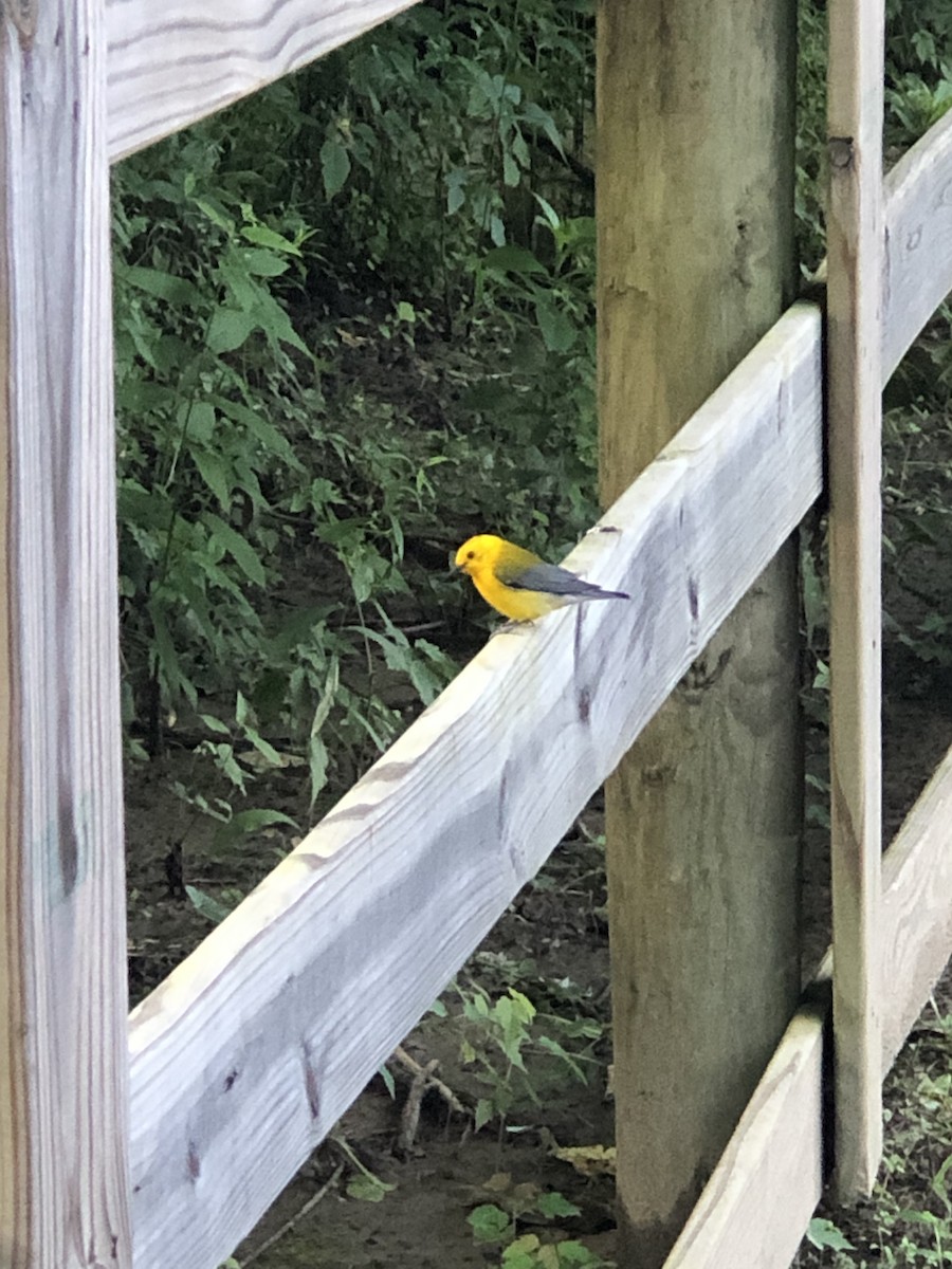 Prothonotary Warbler - ML165350171