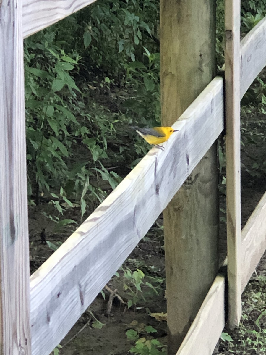 Prothonotary Warbler - ML165350191