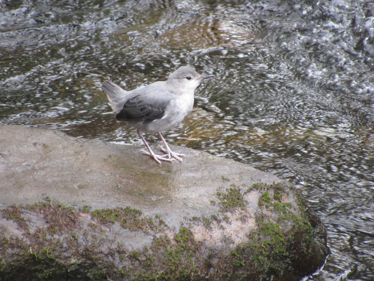 American Dipper - Kevin Nûñez Vega