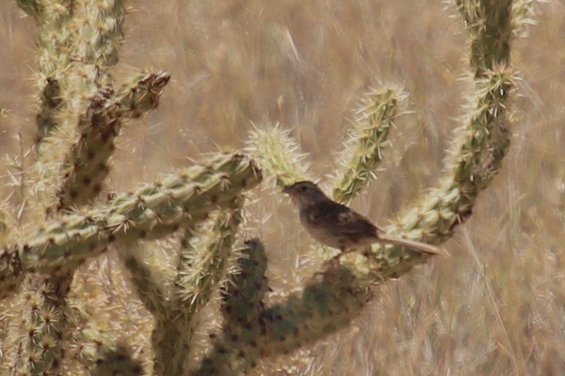 Cassin's Sparrow - ML165351881