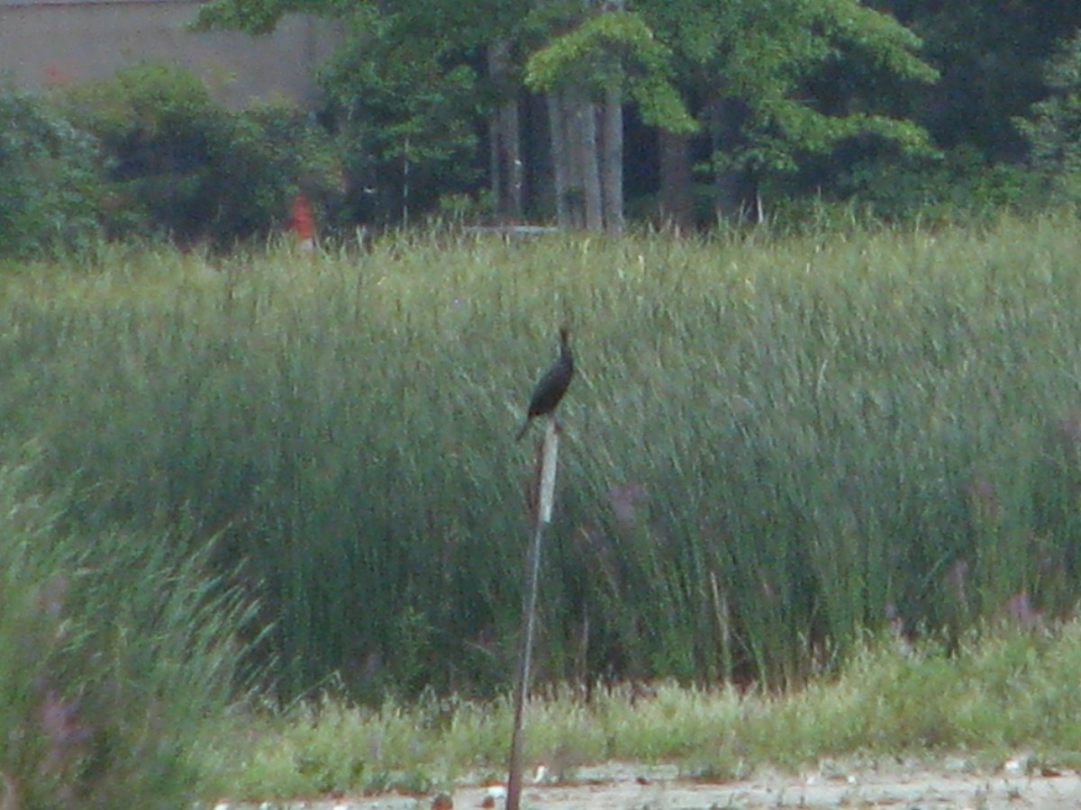 Double-crested Cormorant - Chris Martone