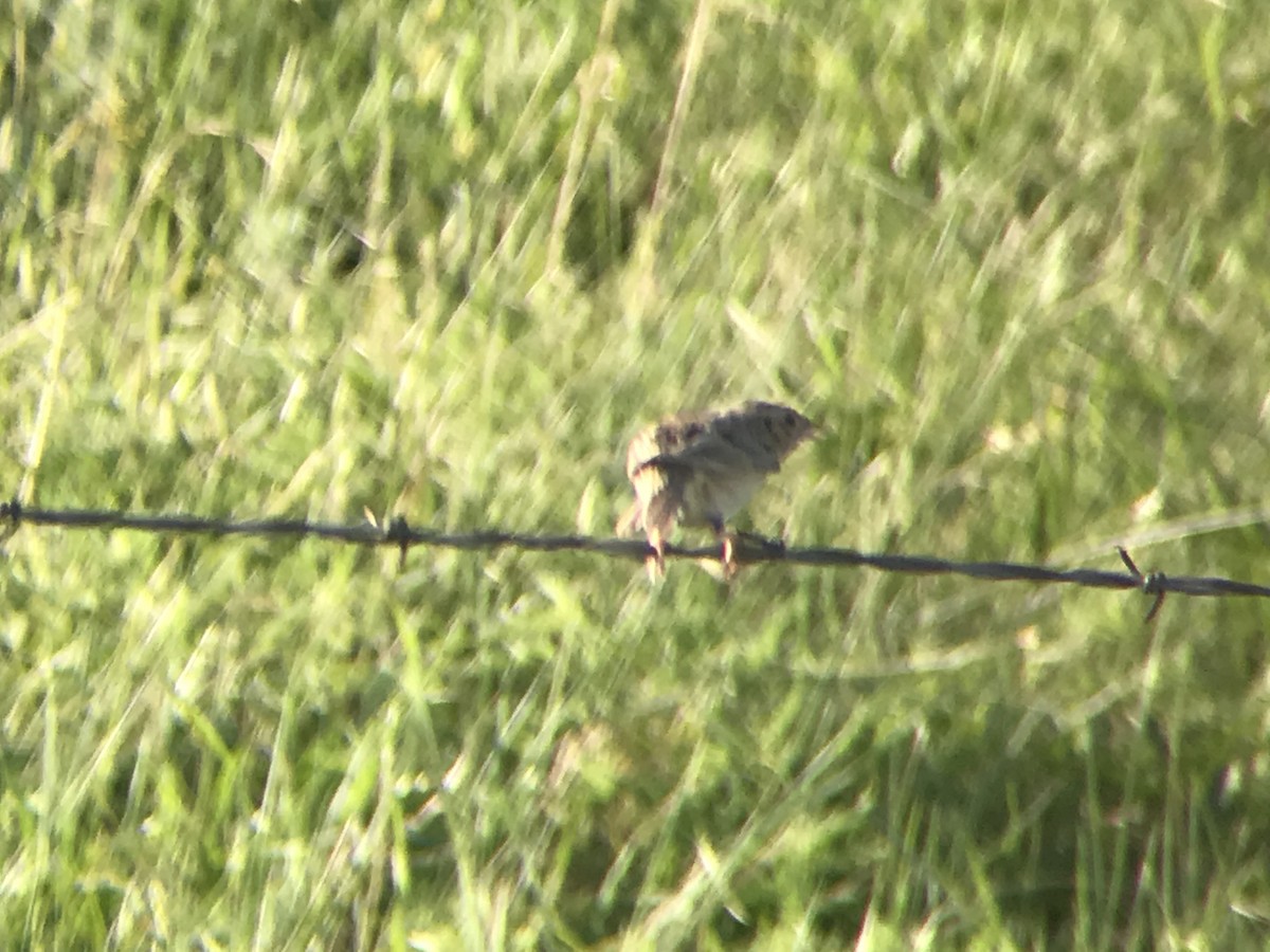 Grasshopper Sparrow - ML165353241