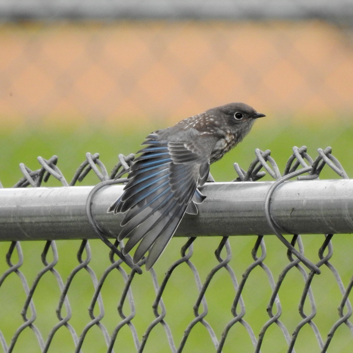 Western Bluebird - Charlotte Morris