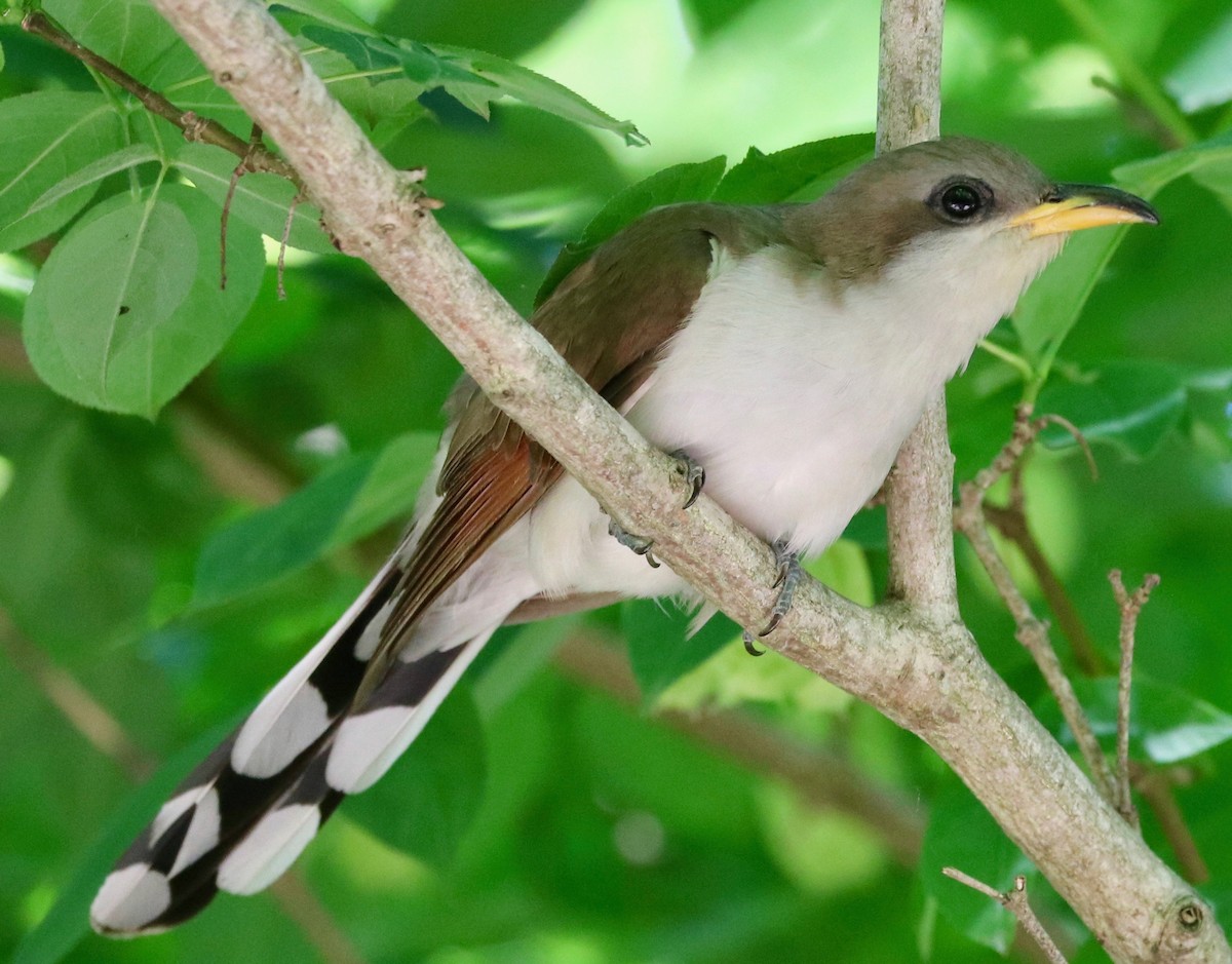 Yellow-billed Cuckoo - Karl Overman