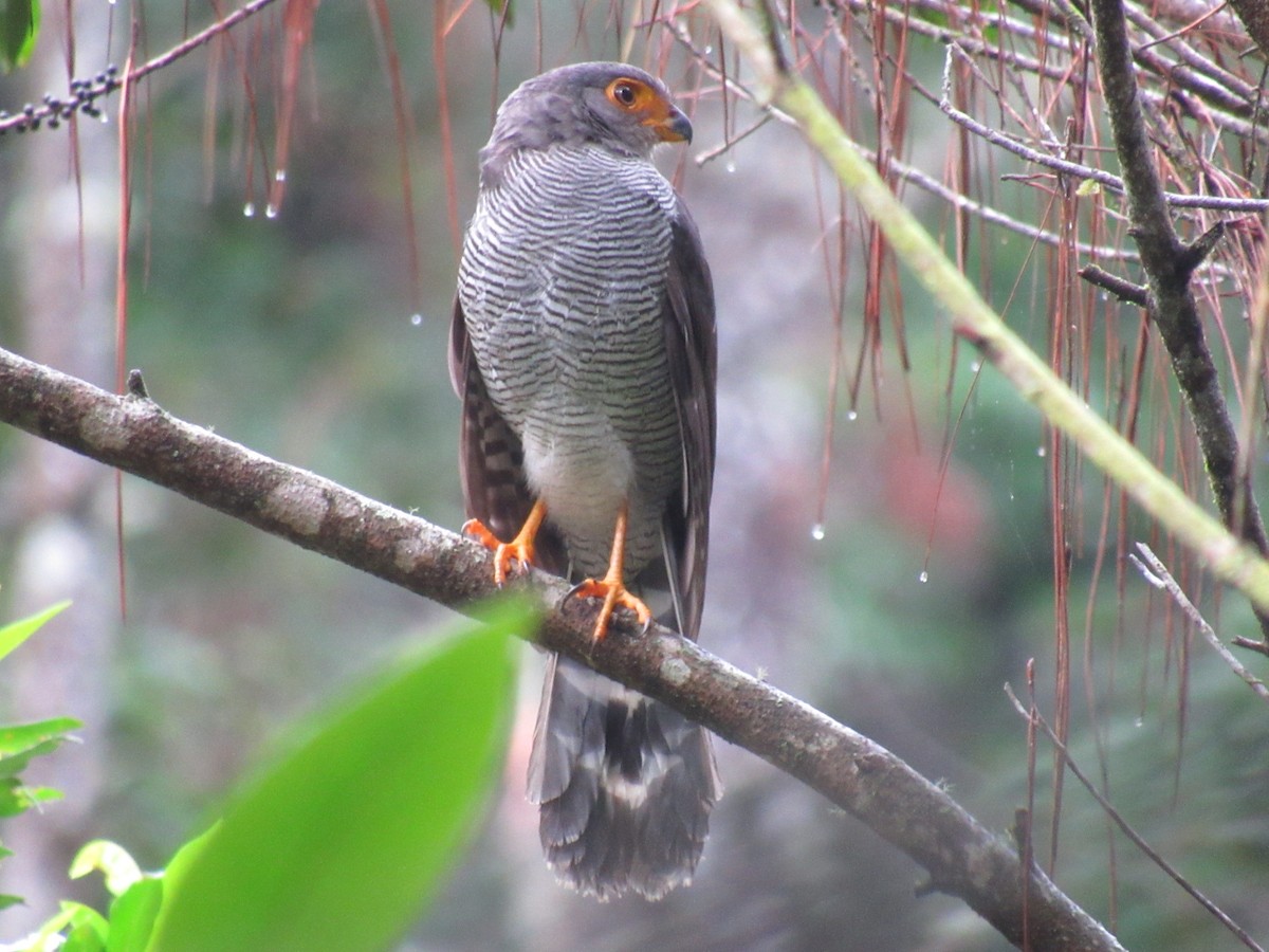 Barred Forest-Falcon - Franklin  Aguilar