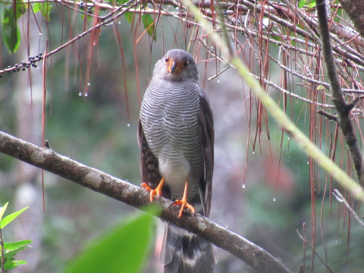 Barred Forest-Falcon - ML165357331