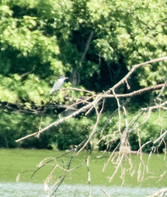 Belted Kingfisher - ML165357701