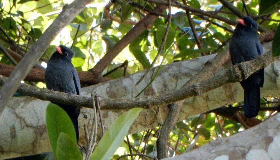 Black-fronted Nunbird - ML165358571