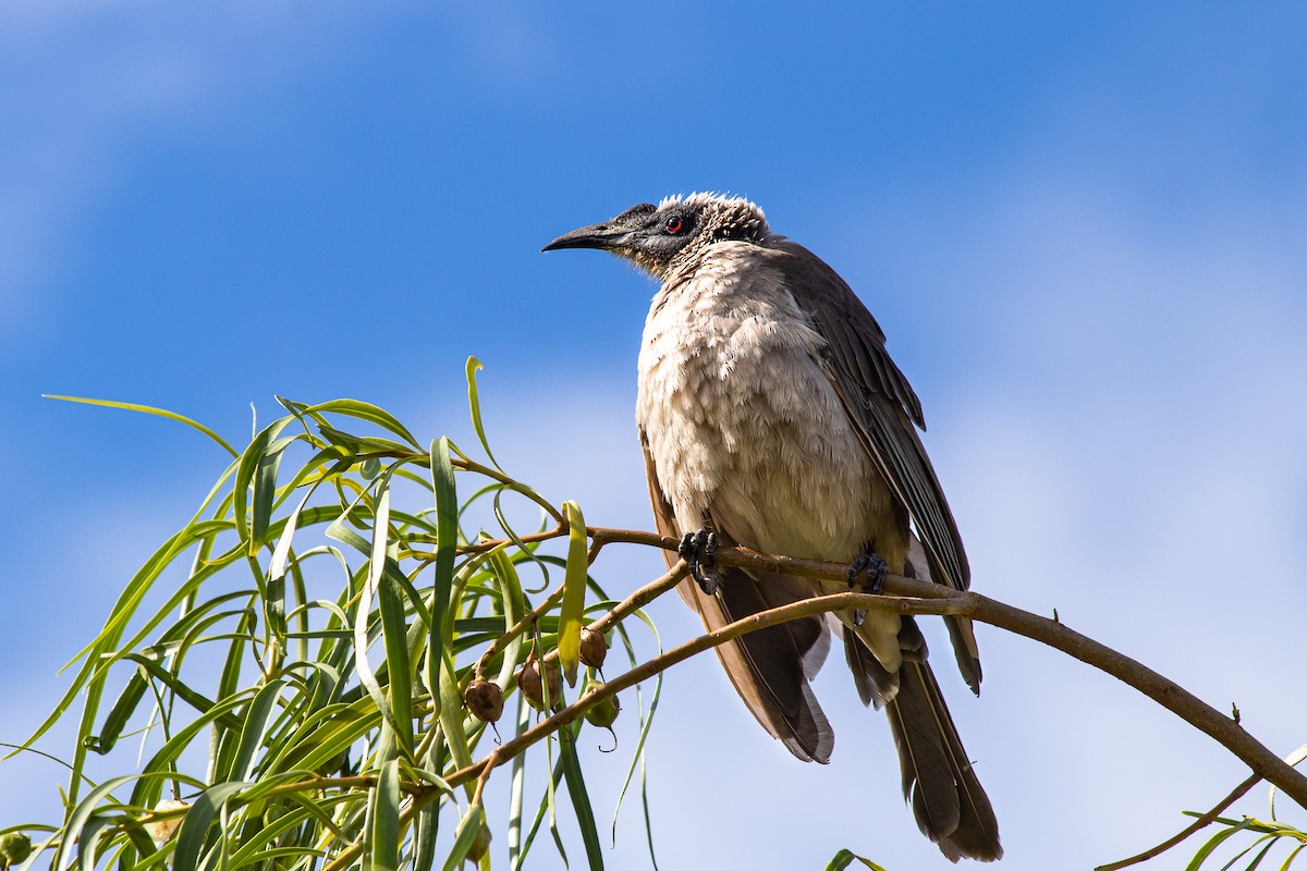 Silver-crowned Friarbird - ML165358731