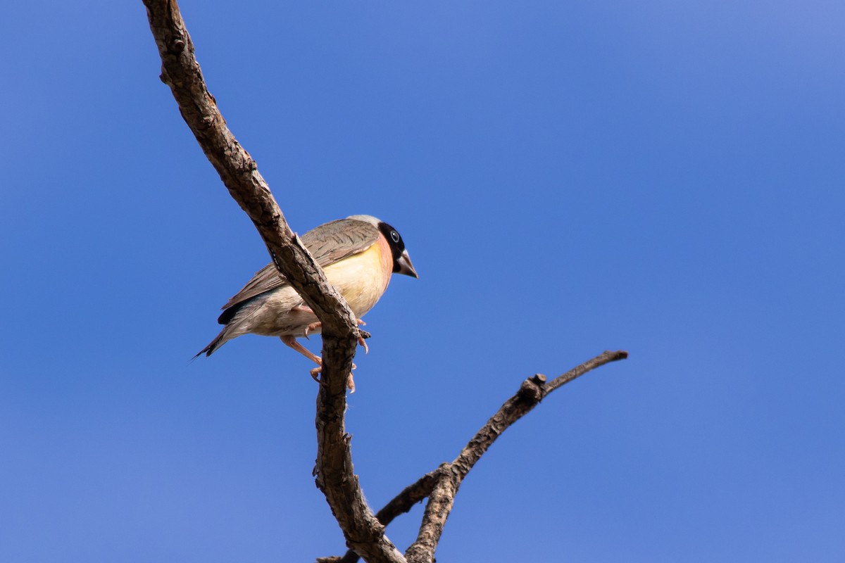 Gouldian Finch - ML165359391