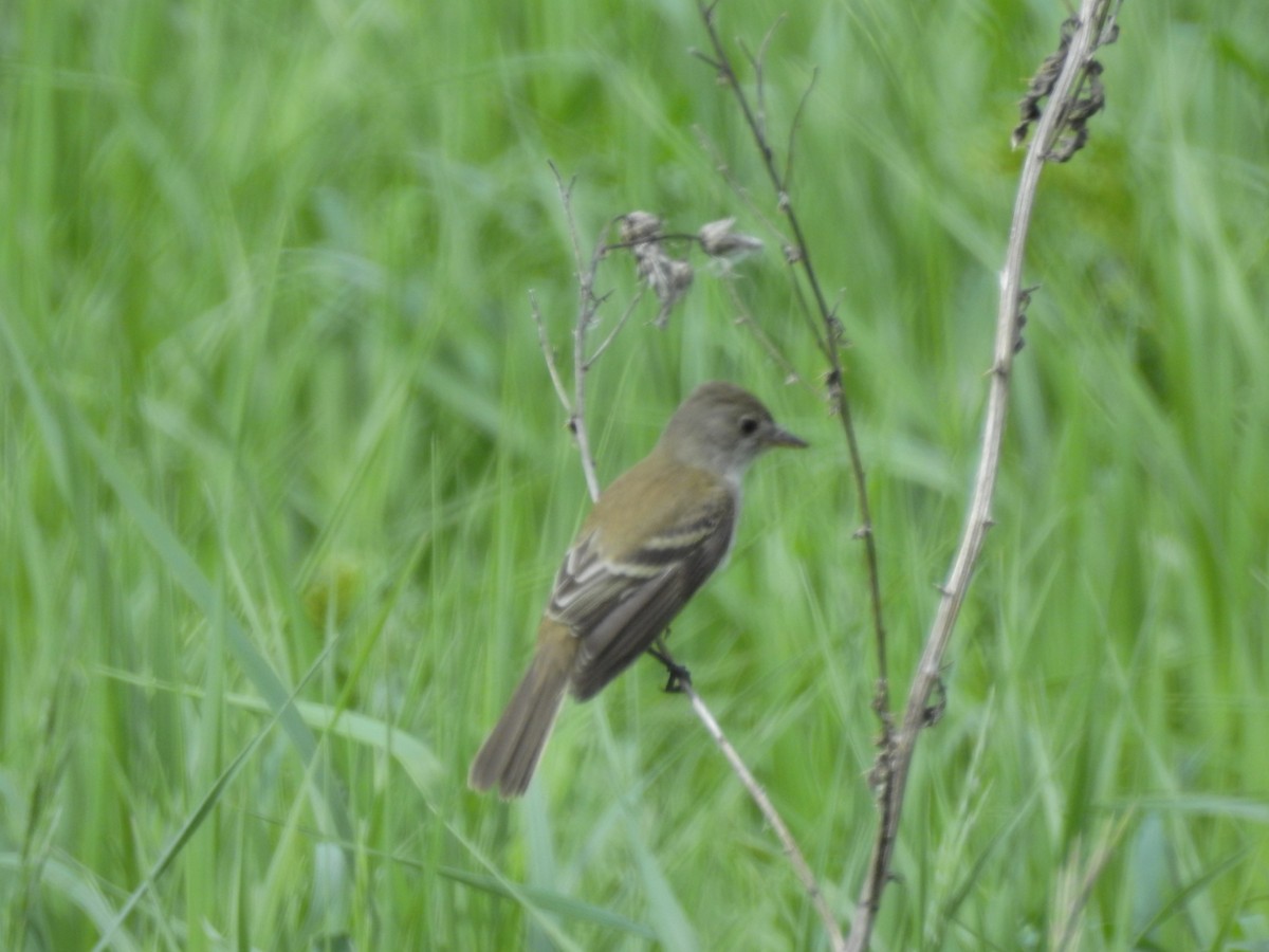 Alder Flycatcher - ML165359941