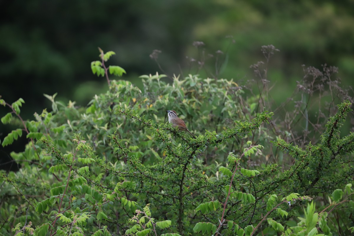 Rusty Sparrow - ML165360021