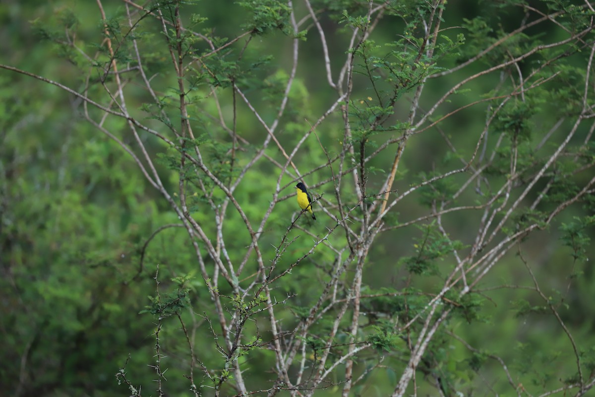 Lesser Goldfinch - ML165362241