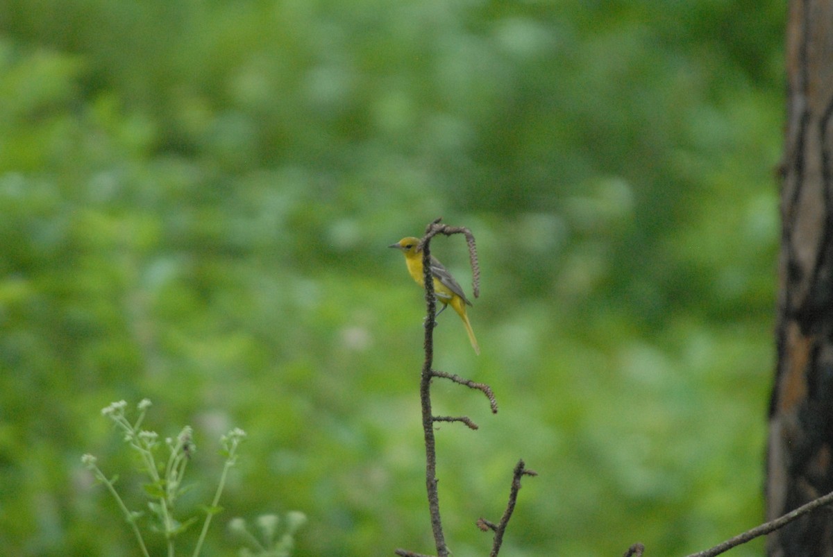 Orchard Oriole - ML165362501