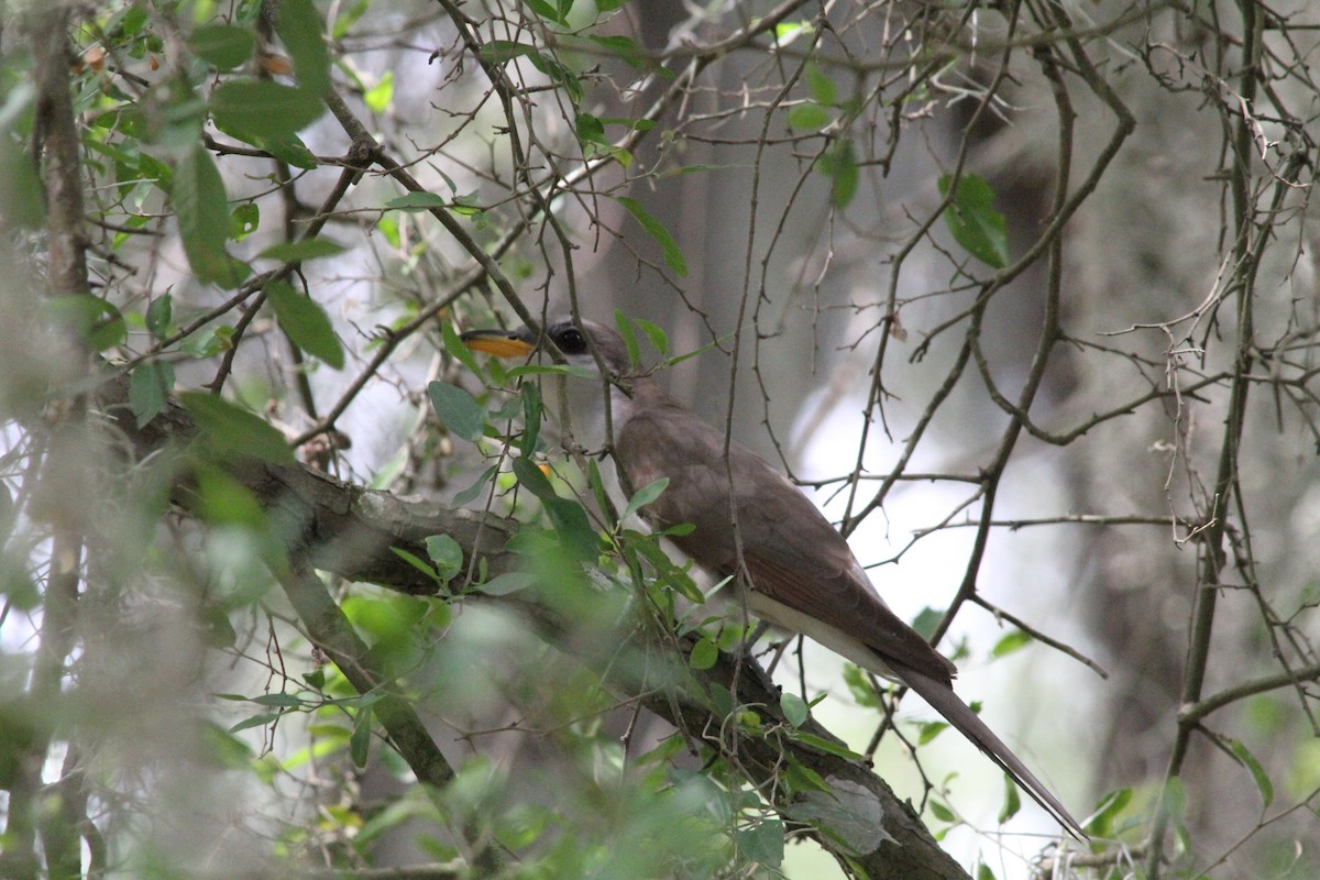 Yellow-billed Cuckoo - ML165362751