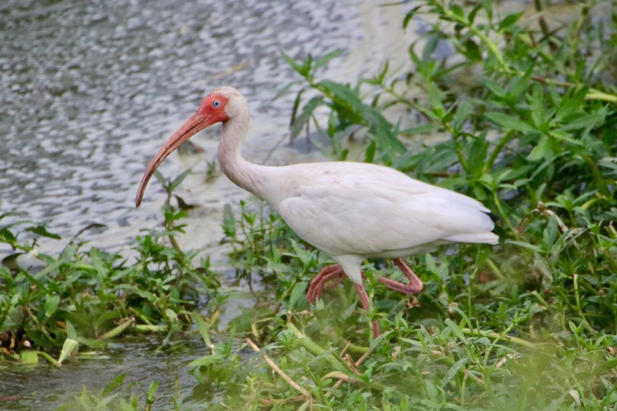 ibis bílý - ML165363701