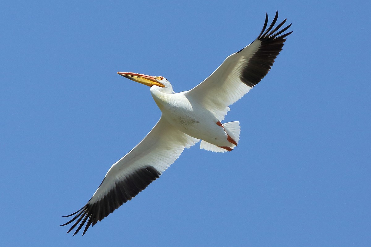 American White Pelican - Stanley Wood