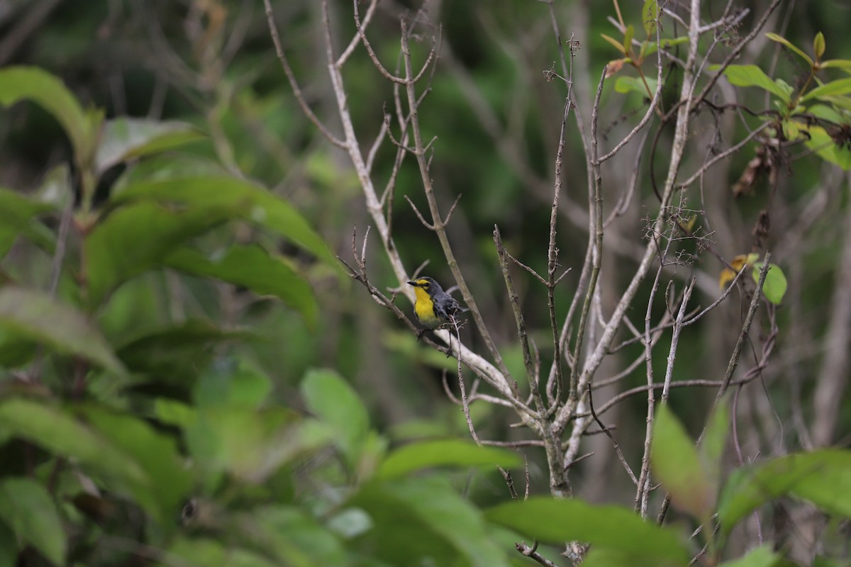 Grace's Warbler - ML165367721