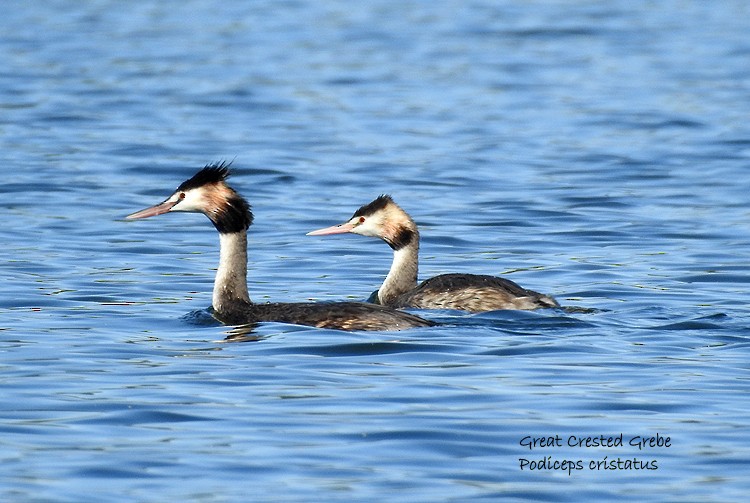 Great Crested Grebe - Marie Tarrant