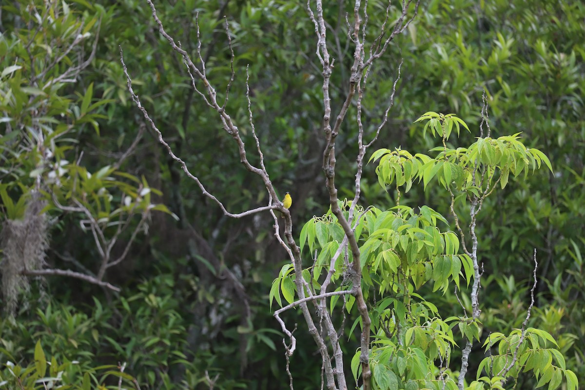Gray-crowned Yellowthroat - ML165367971