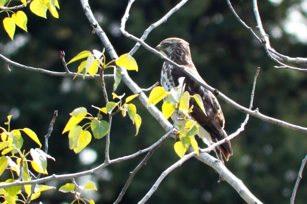 Broad-winged Hawk - ML165369131