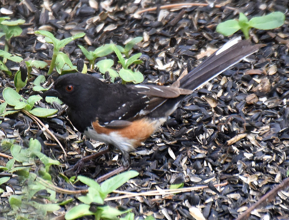 Spotted x Eastern Towhee (hybrid) - Steven Mlodinow