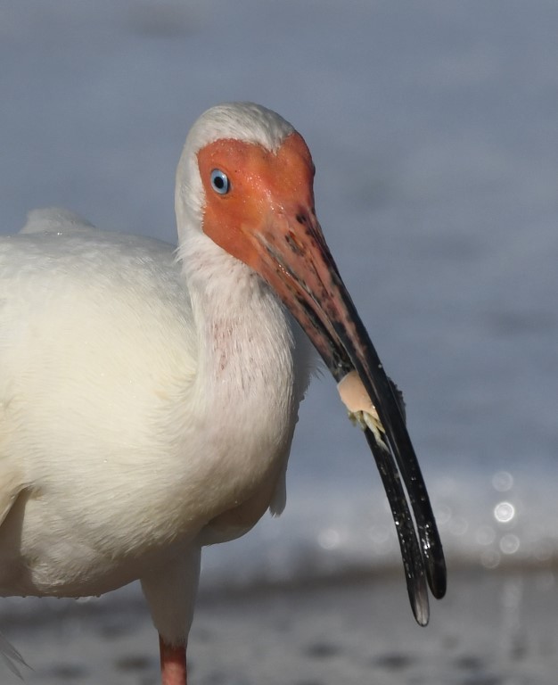 White Ibis - Steve Davis