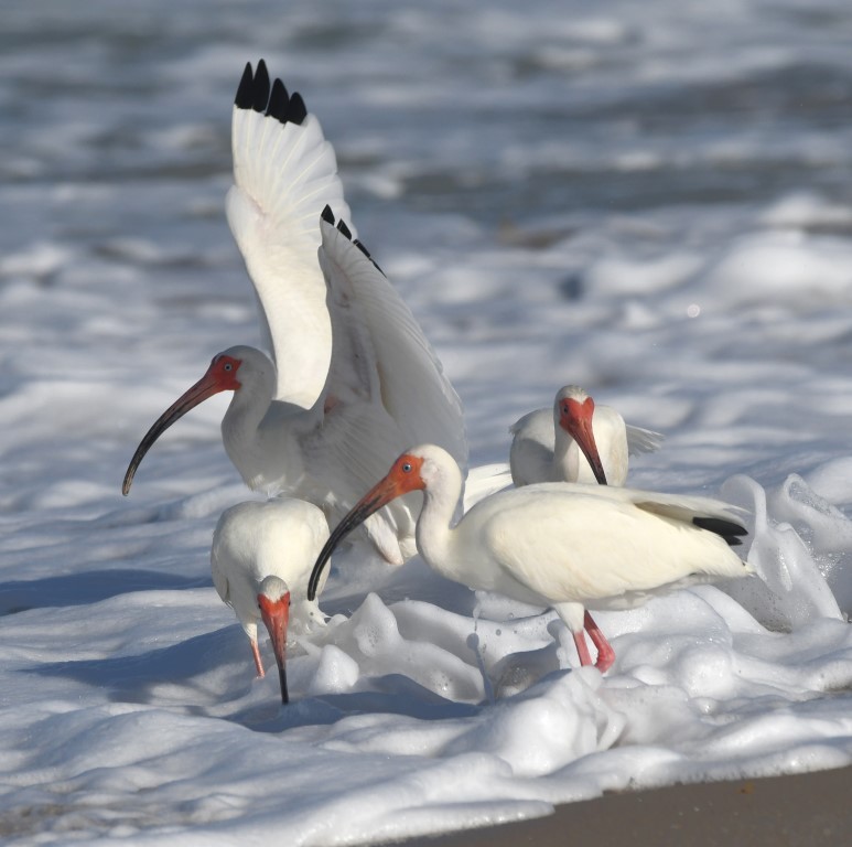 White Ibis - Steve Davis