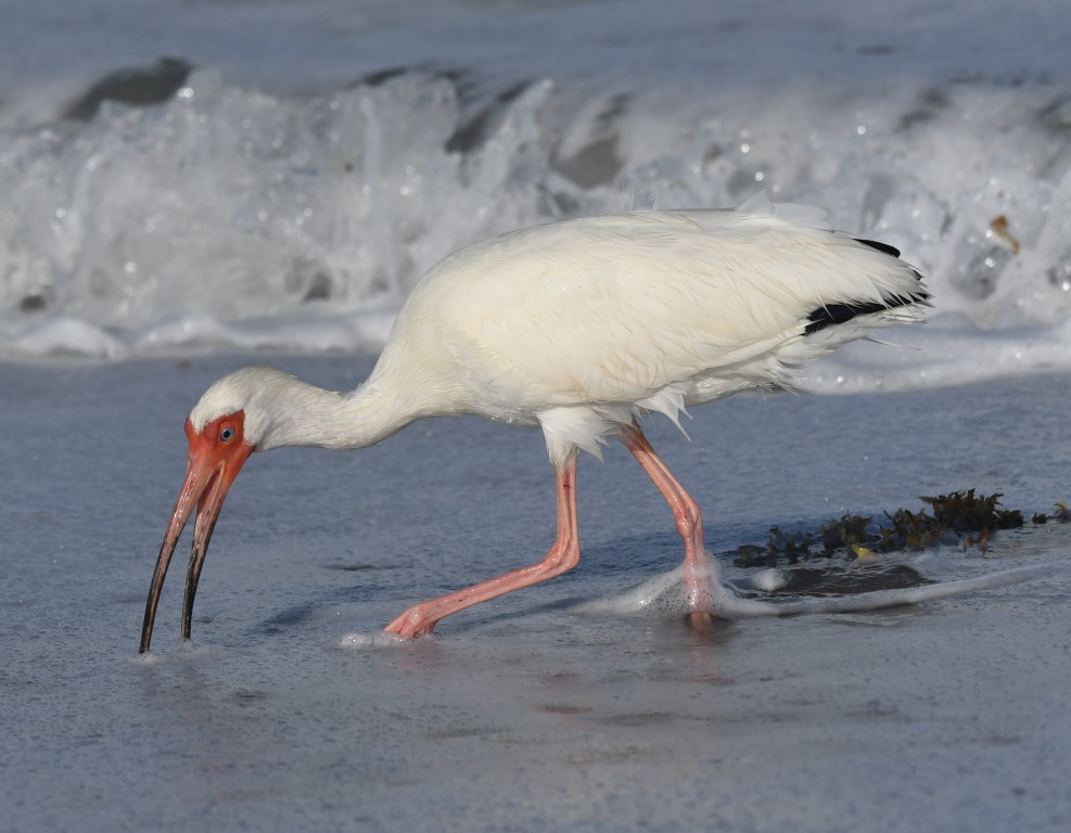 White Ibis - Steve Davis