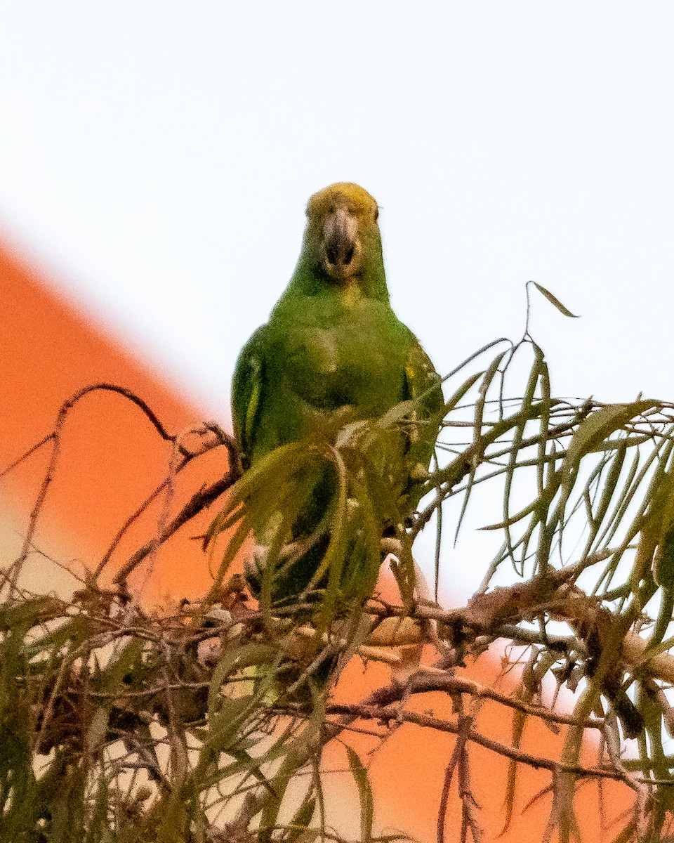 Yellow-headed Parrot - James Kendall