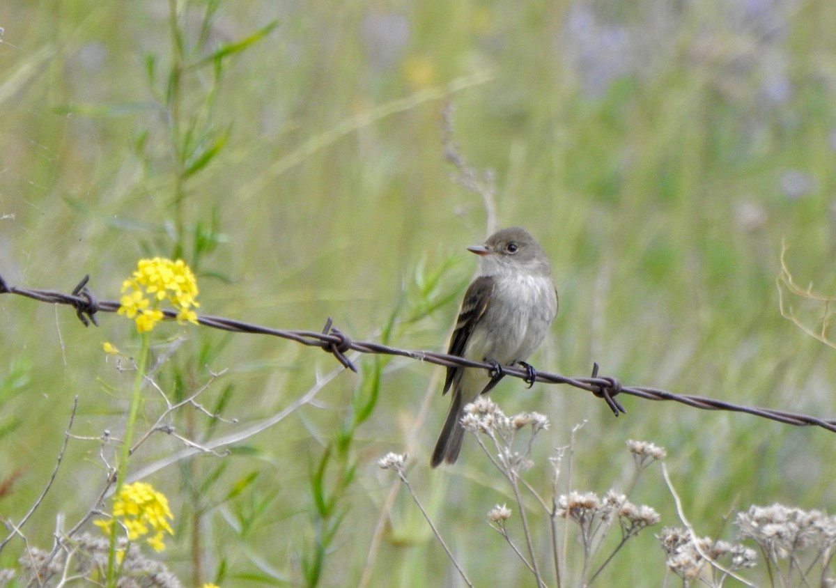 Willow Flycatcher - ML165371401