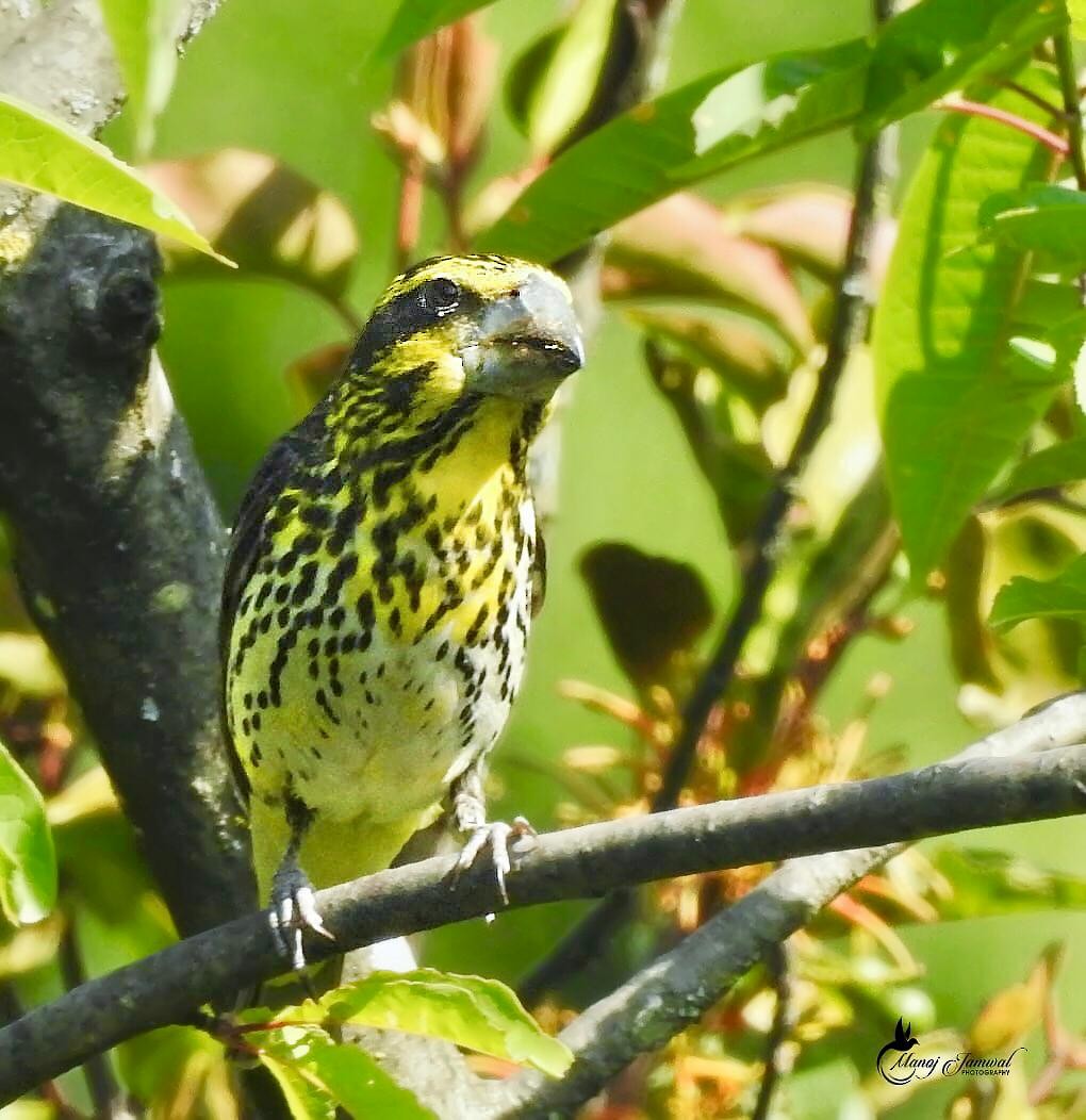 Gros-bec à ailes tachetées - ML165372041