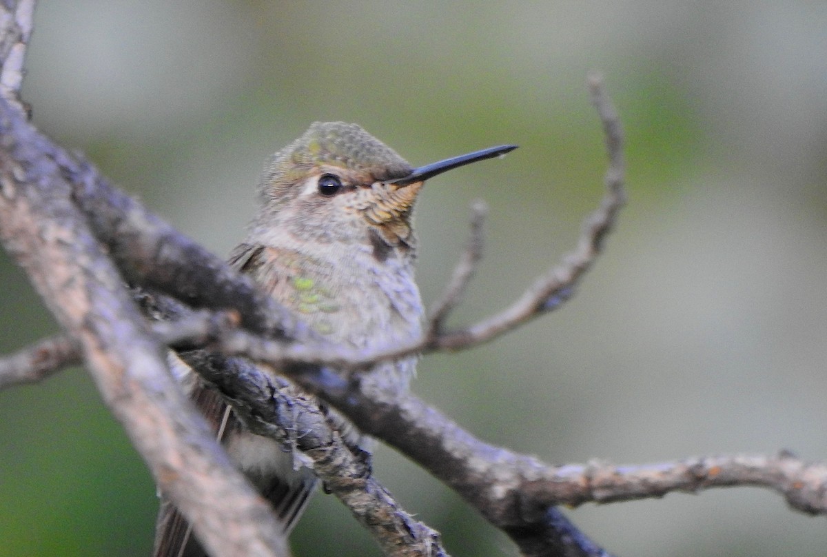Anna's Hummingbird - Kalin Ocaña