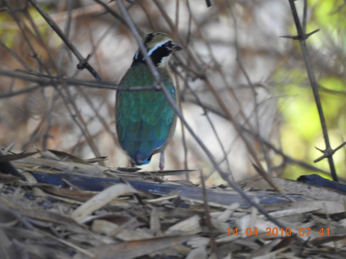 Indian Pitta - ML165374241