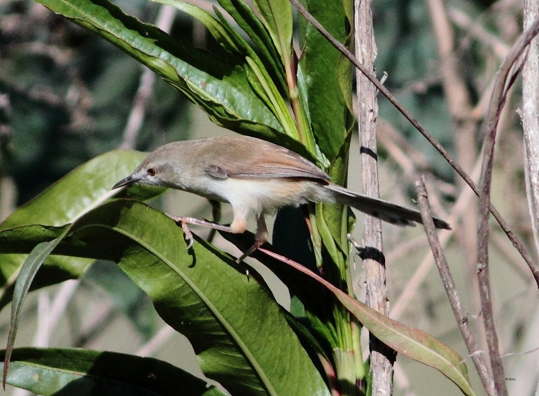 Jungle Prinia - ML165374351