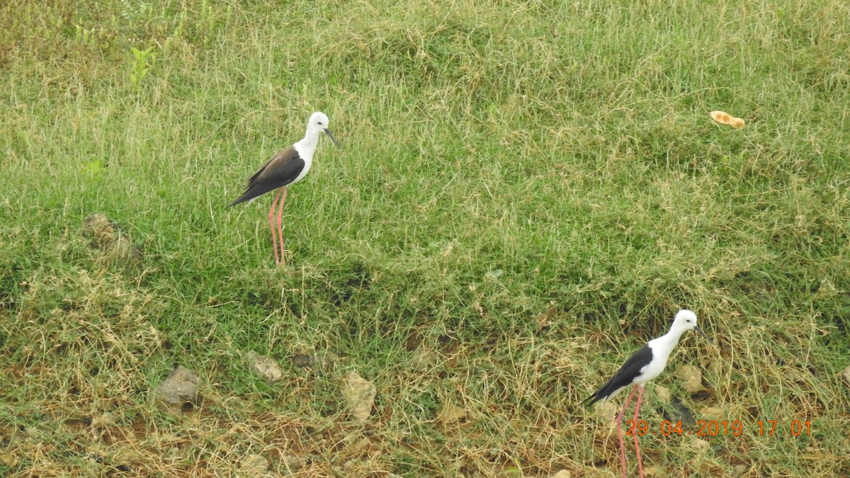 Black-winged Stilt - ML165375261