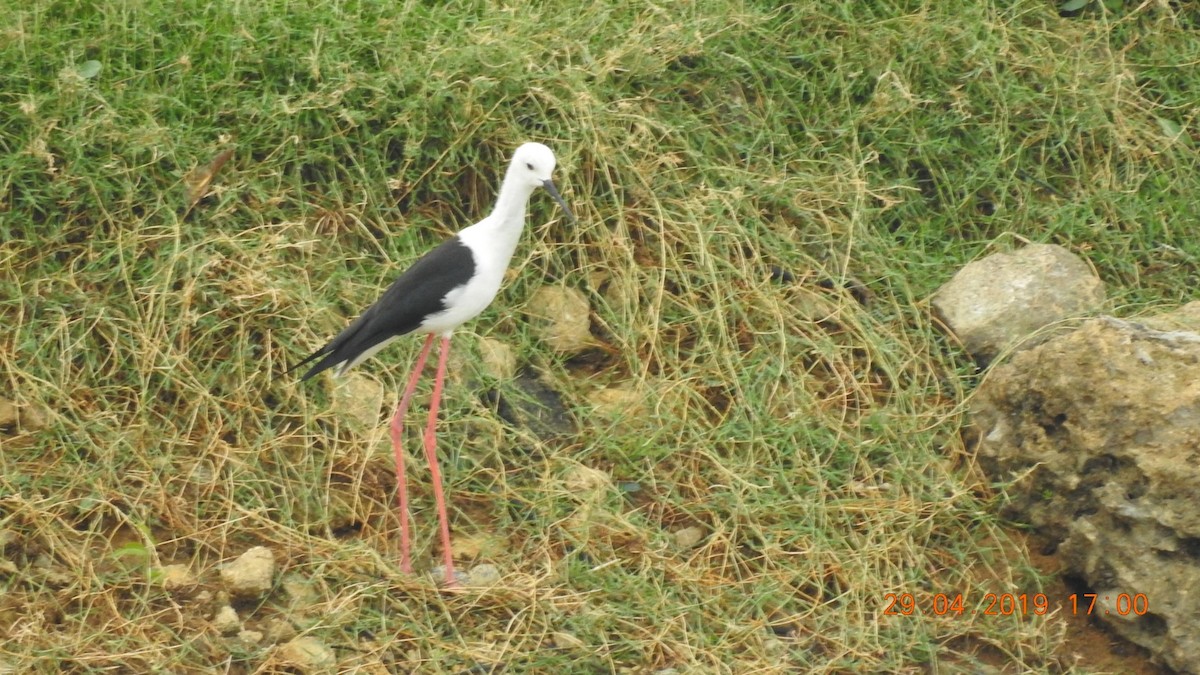 Black-winged Stilt - Mohamed Ansar