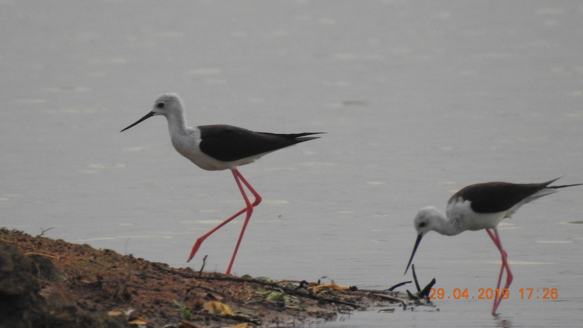 Black-winged Stilt - ML165375301