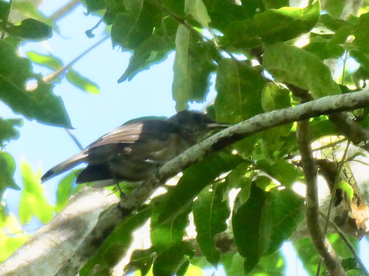 Fiji Shrikebill - Brian Deans