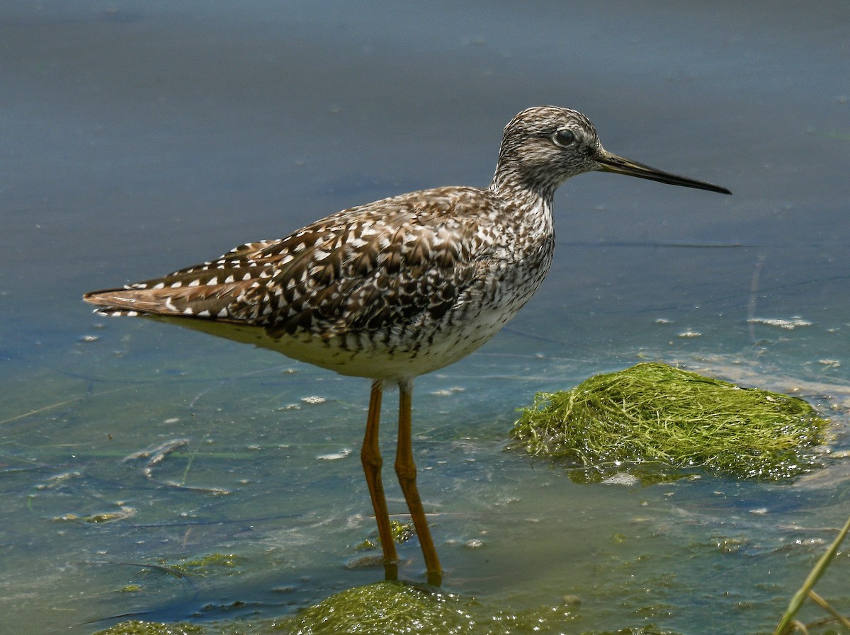 Greater Yellowlegs - ML165377761