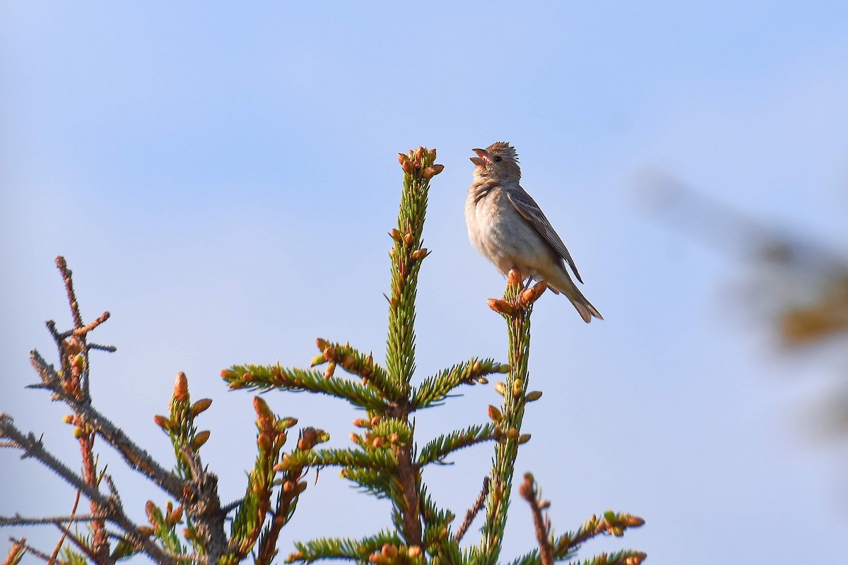 Улаавар бужмар - ML165378041