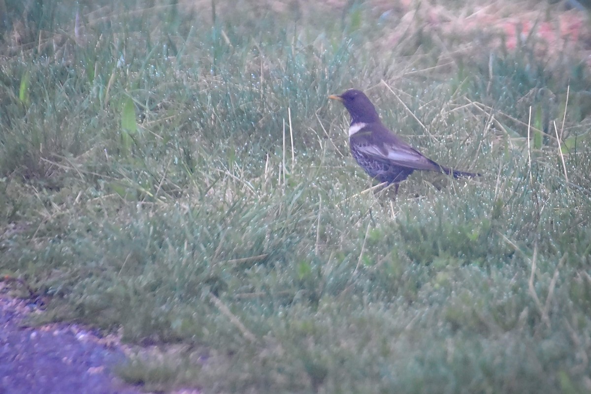 Ring Ouzel - ML165378051