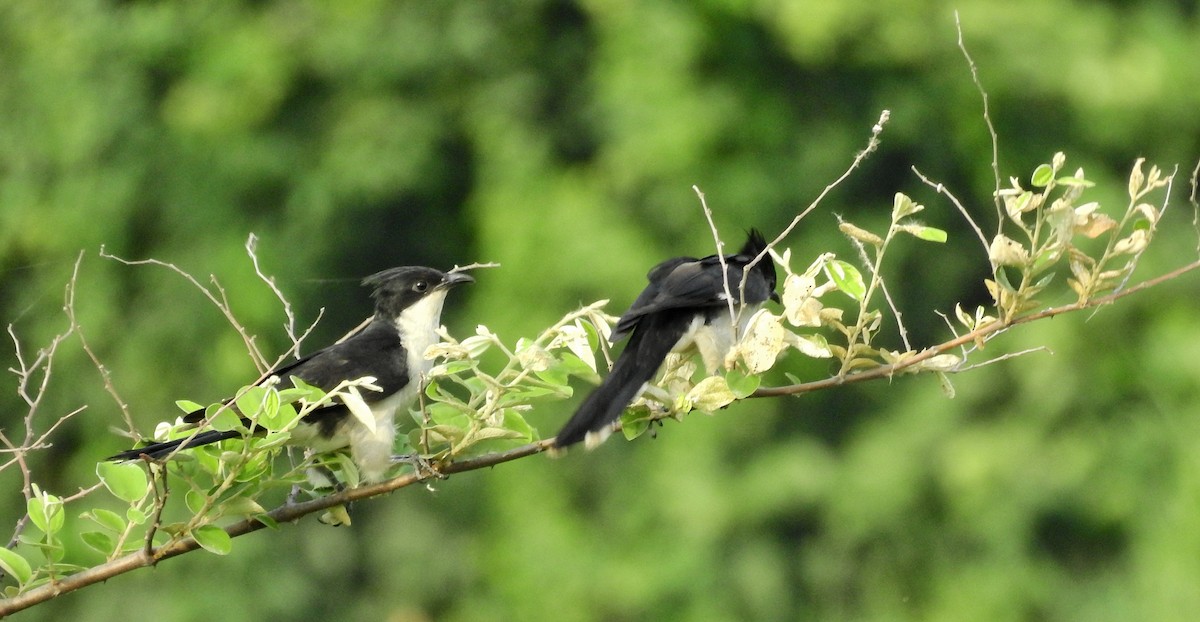 Pied Cuckoo - ML165378971