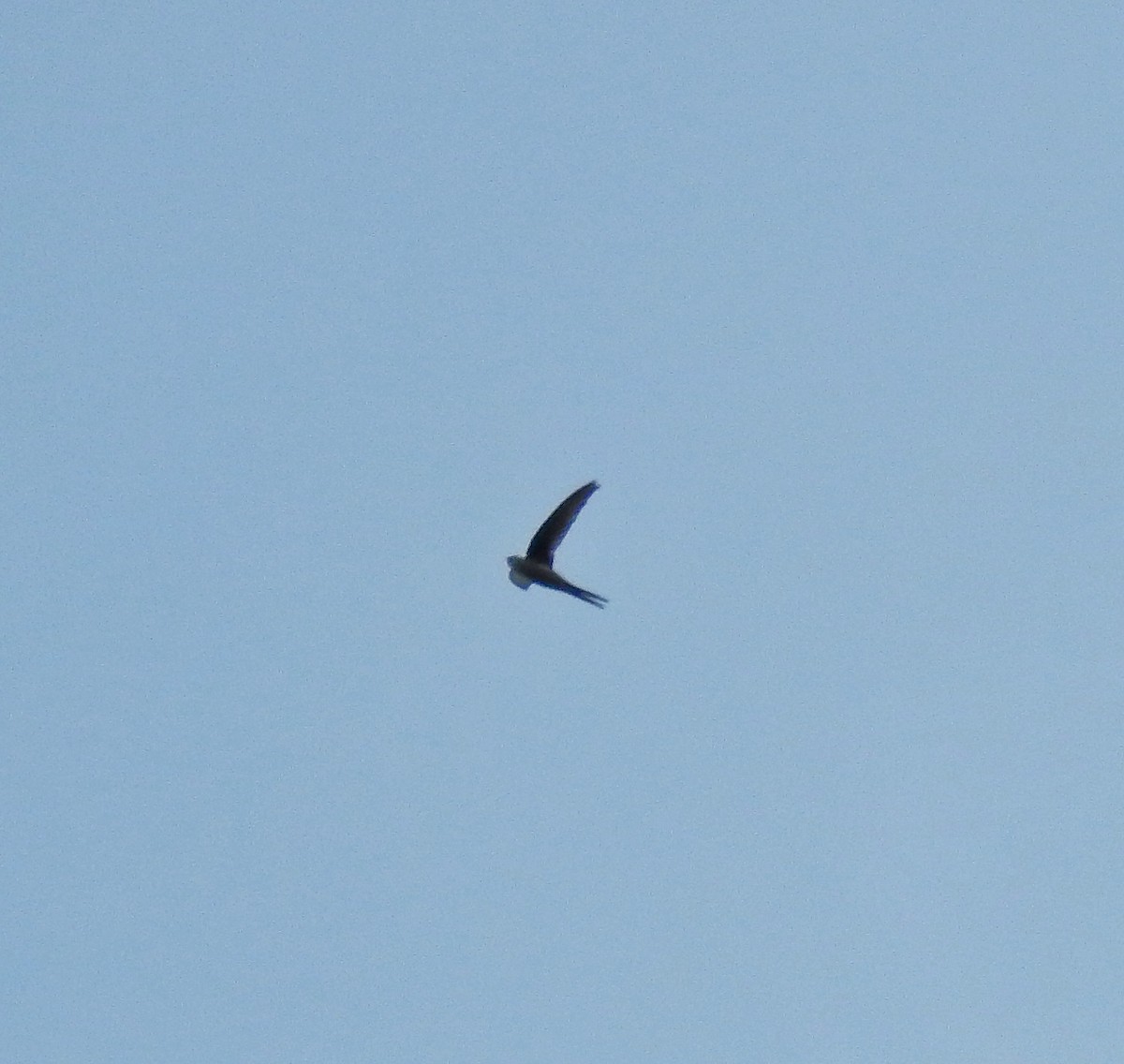 Asian Palm Swift - ML165379021