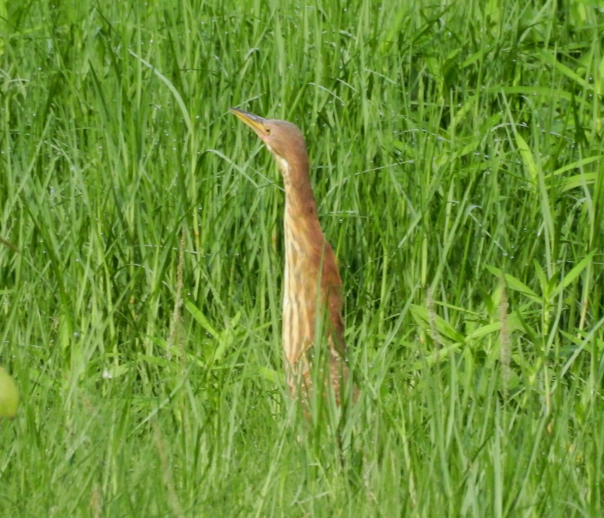 Cinnamon Bittern - ML165379101