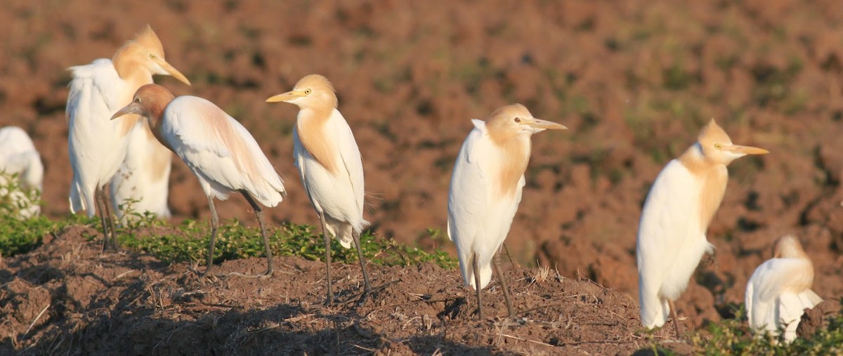 Eastern Cattle Egret - ML165380321