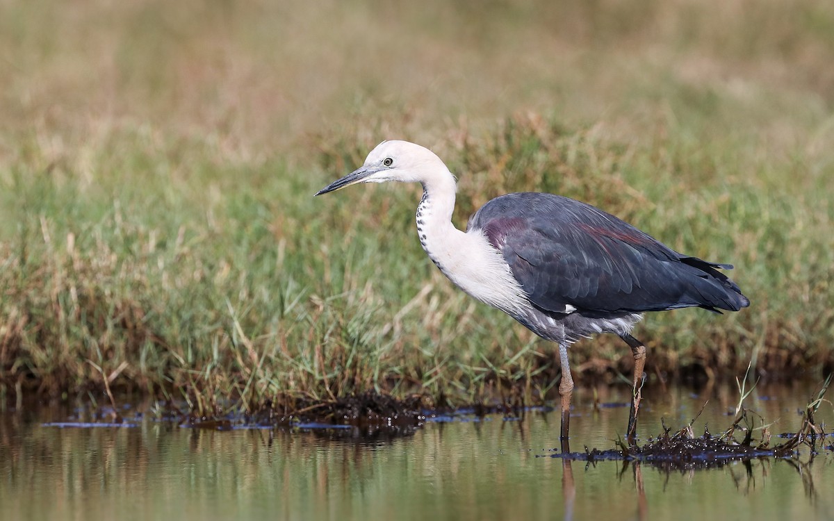 Pacific Heron - ML165380641